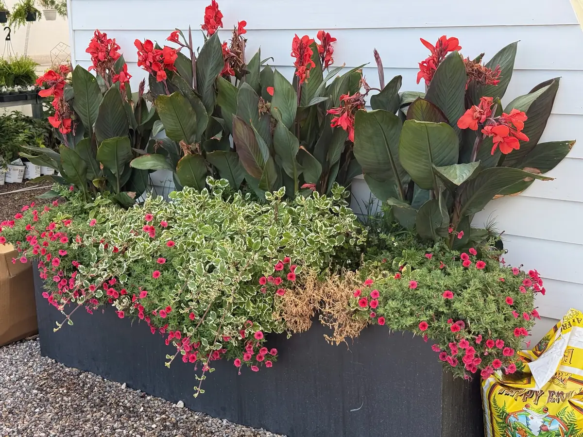 A big planter of red cannas and trailing red flowers against the white shop wall