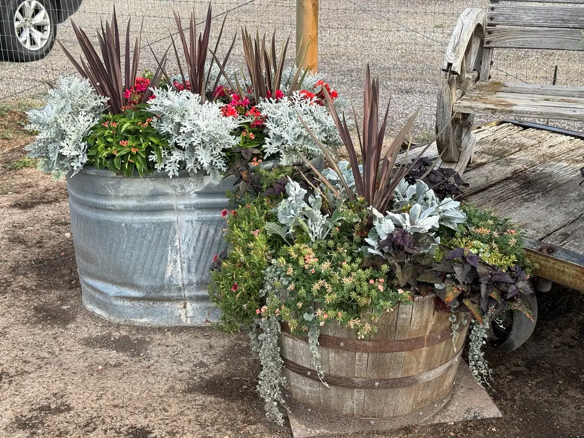 Galvanized tub and whiskey barrel planters filled with dusty miller, red-leaf grasses and trailing flowers