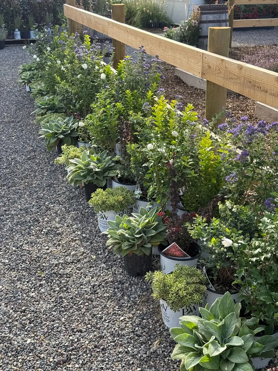 A gravel path lined with potted perennials and hostas along a wooden rail fence