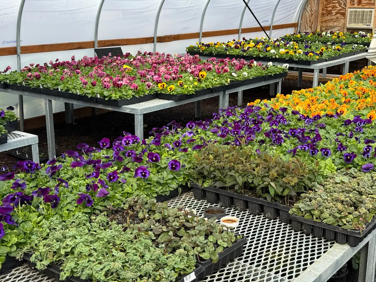 Greenhouse tables covered in pink, purple and orange flowering plants