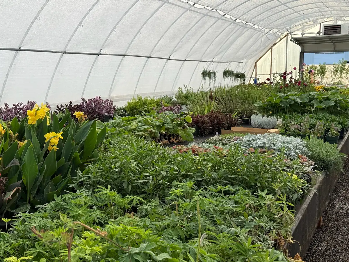 Inside Big Beaut, the big hoop greenhouse, with long beds of full-grown green plants and yellow cannas