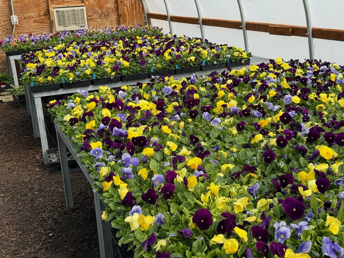 Rows of purple and yellow pansies on the tables in Lil Beaut, the small greenhouse