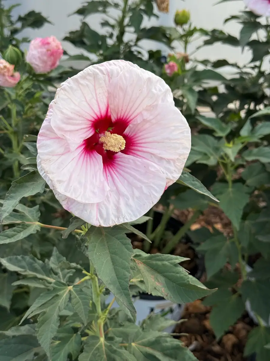 A large pale pink hibiscus flower with a deep red center