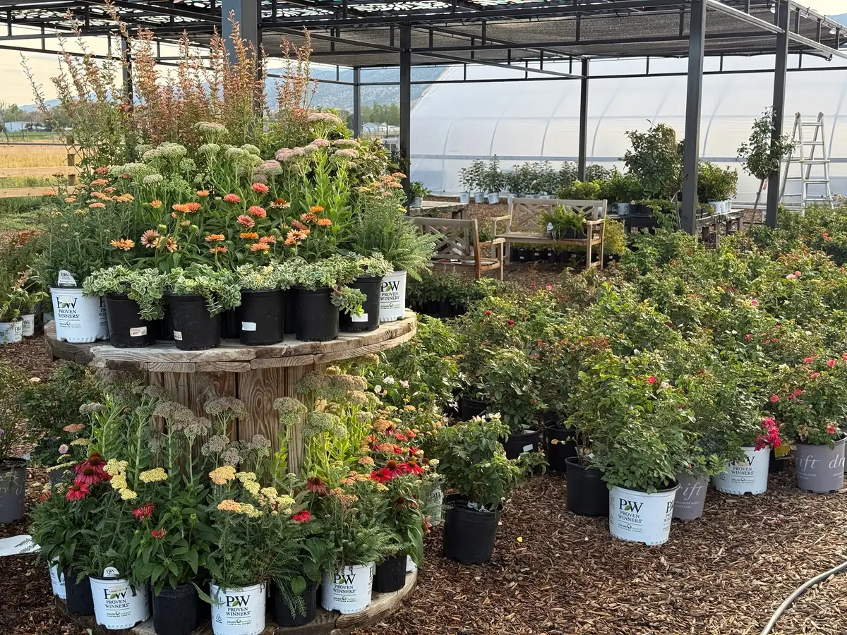 Potted perennials and flowers on a wooden spool display under the nursery shade structure