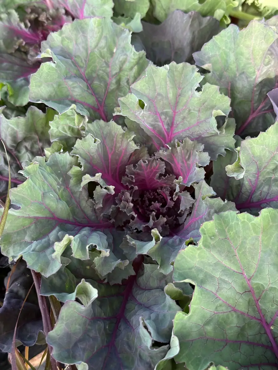 Close-up of purple and green ornamental kale leaves