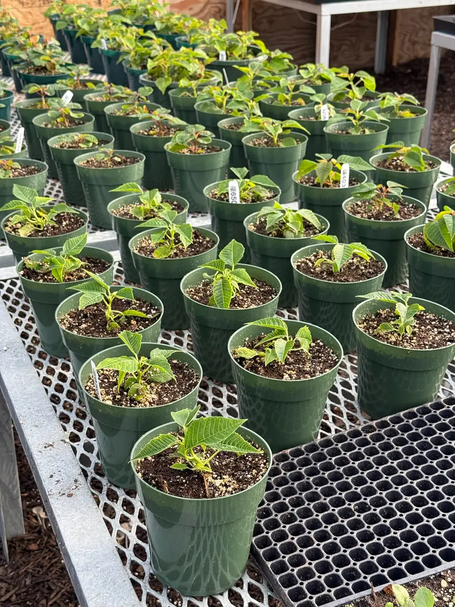 Young plant starts in green pots lined up on a greenhouse bench
