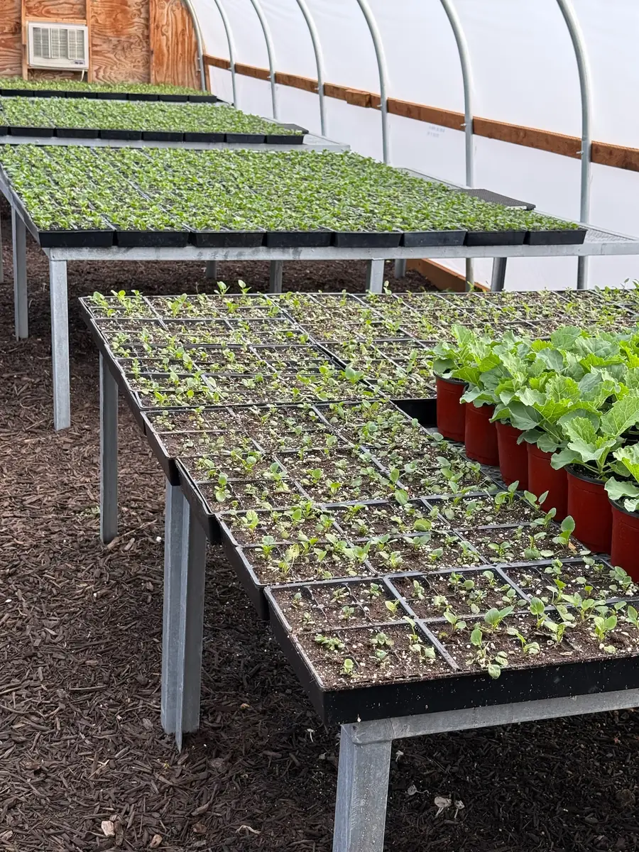 Trays of tiny seedlings on metal tables inside a greenhouse