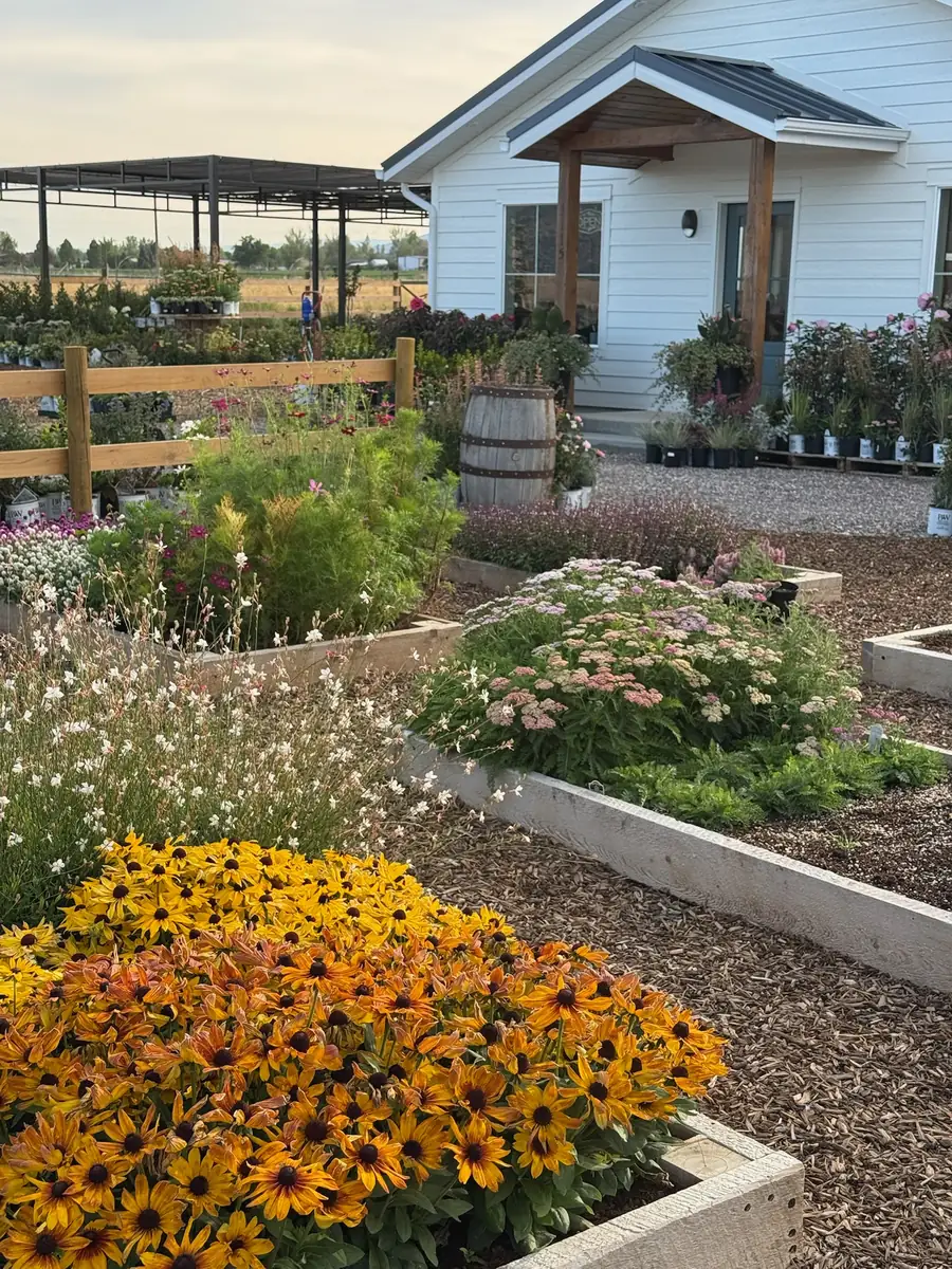 The white Sweet Roots shop building with raised beds of orange black-eyed Susans and pink blooms out front