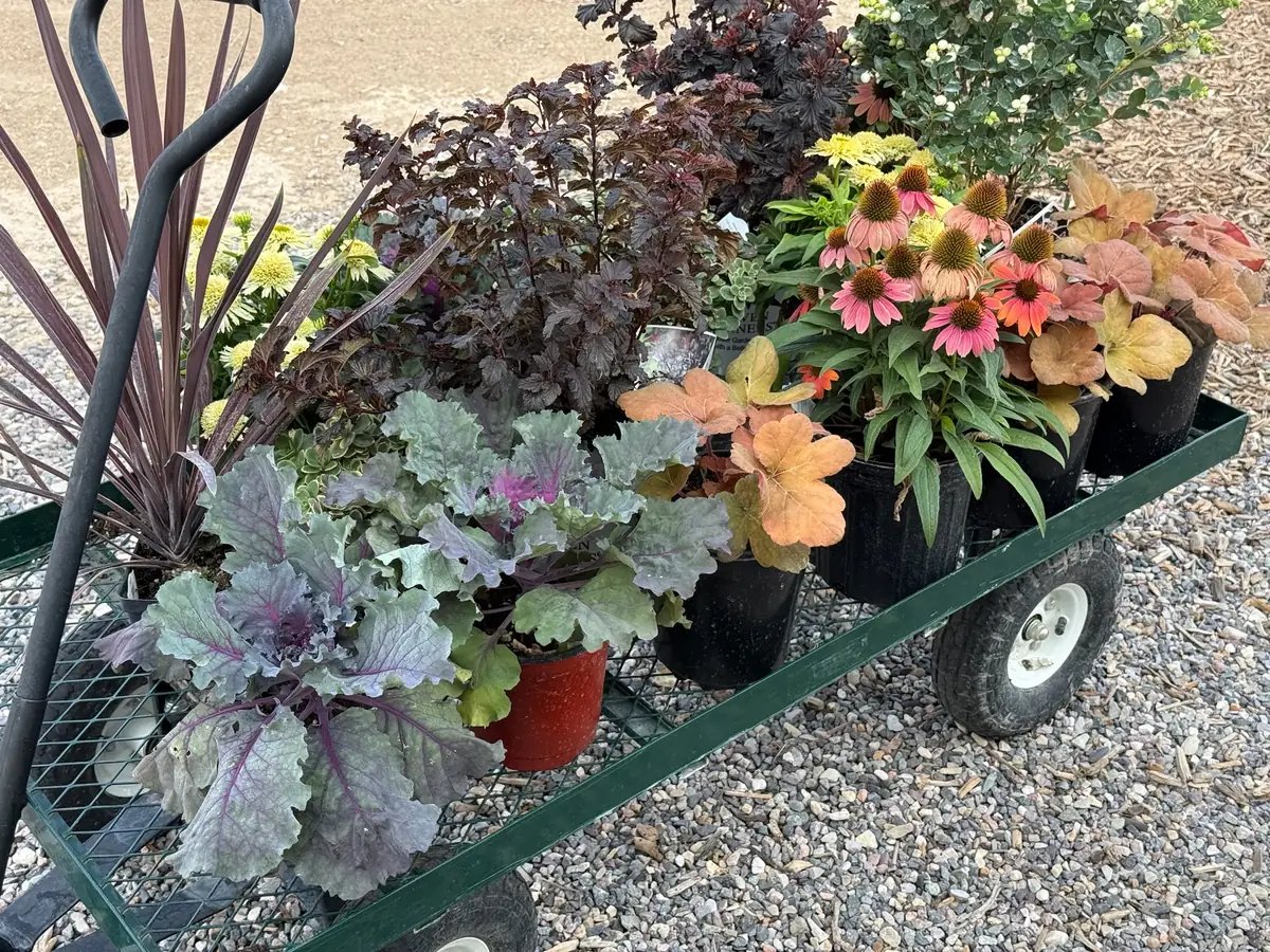 A green garden wagon loaded with ornamental kale, coneflowers, heuchera and grasses