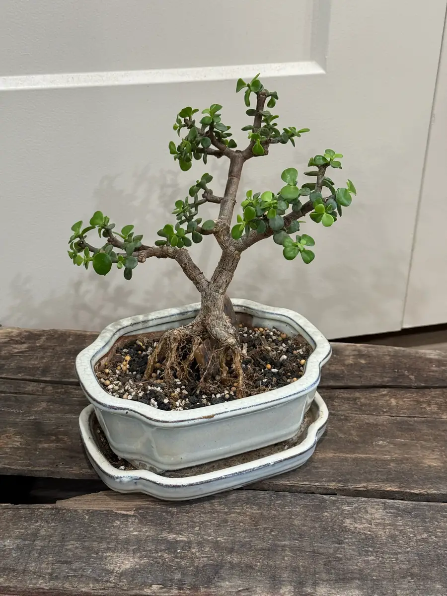 A small jade bonsai with exposed roots in a pale ceramic pot